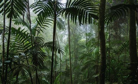 tropikal yağmur ormanları hangi ülkelerde görülür